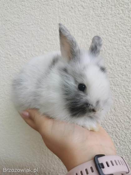 Króliki miniaturki