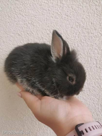 Króliki miniaturki