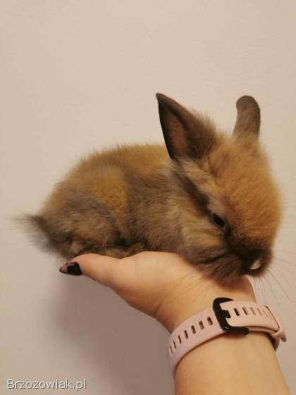 Króliki miniaturki
