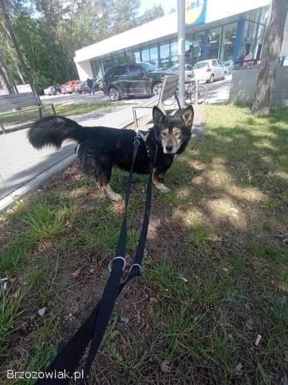Henio,  wychowany niebieskooki dżentelmen szuka domu!