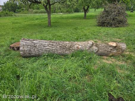 Pień orzecha włoskiego