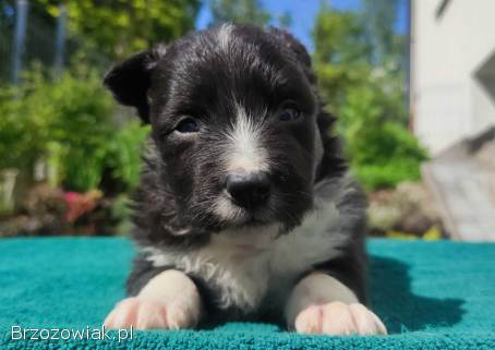 Pies Border Collie -  Rasowy szczeniak z Hodowli,  pełna dok.