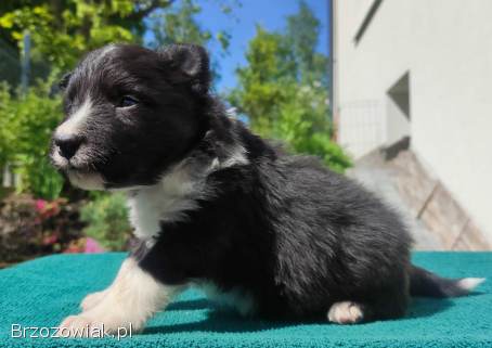 Pies Border Collie -  Rasowy szczeniak z Hodowli,  pełna dok.