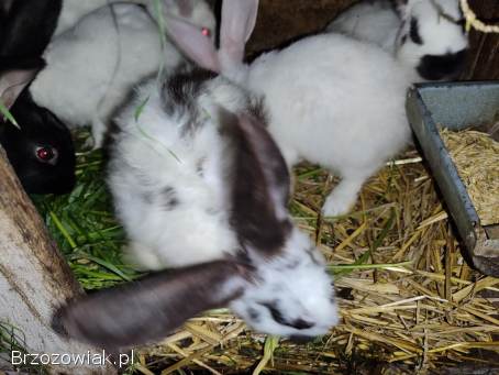 Króliki kotne młode oraz z młodymi Króliki kotne młode oraz z młodymi