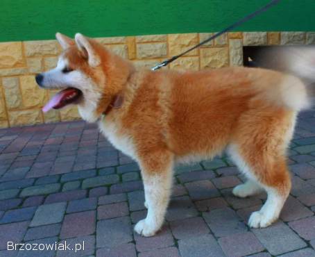 Akita Inu Japońska suczka