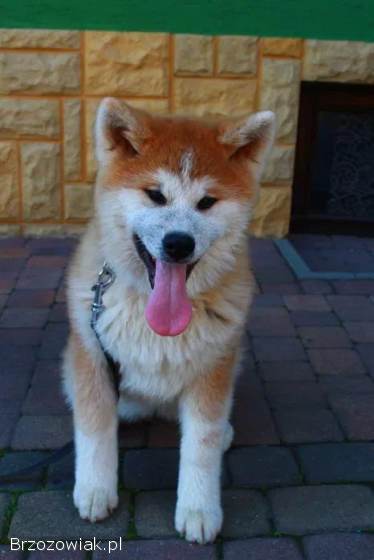 Akita Inu Japońska suczka