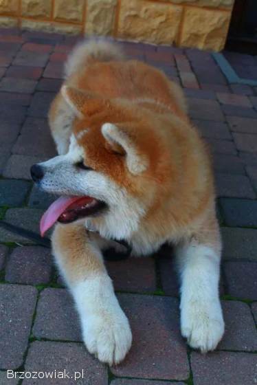 Akita Inu Japońska suczka