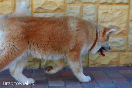 Akita Inu Japońska suczka