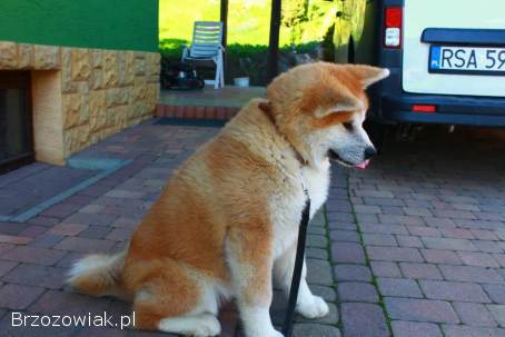 Akita Inu Japońska suczka