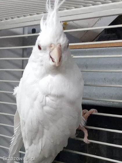 Papugi