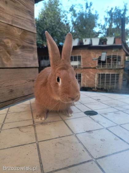 Sprzedam a jeszcze lepiej zamienię