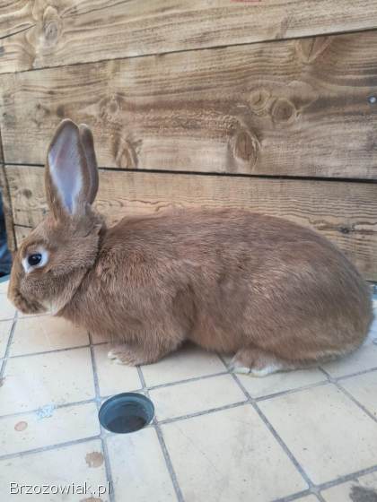 Sprzedam a jeszcze lepiej zamienię