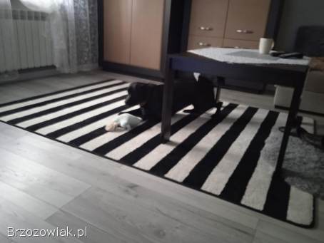Sprzedam dywan w pasy bialo-czarne