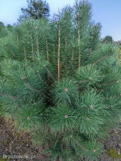 Sosna pospolita trzyletnia,  sadzonki,  sosna zwyczajna