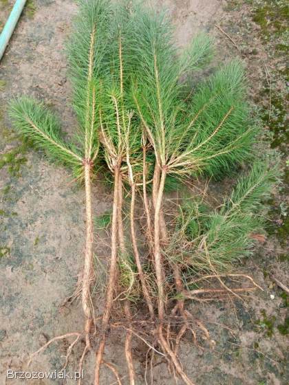 Sosna pospolita trzyletnia,  sadzonki,  sosna zwyczajna