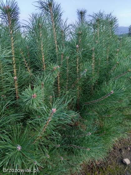 Sosna pospolita trzyletnia,  sadzonki,  sosna zwyczajna