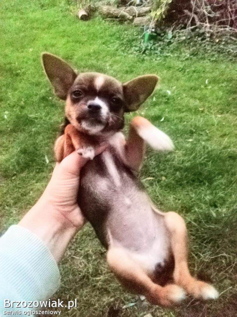 Chihuahua szczeniaki