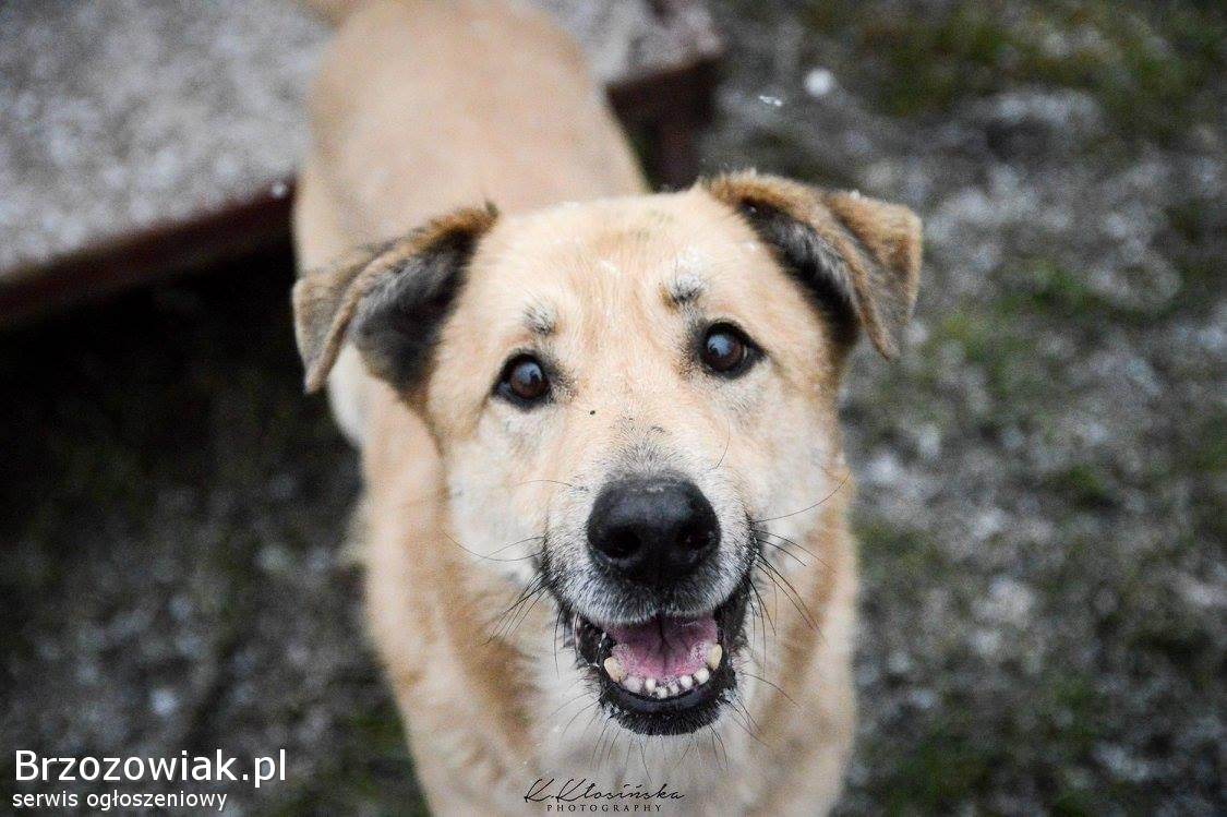 Dex -  przyjazny,  wesoły biszkopcik szuka domu!