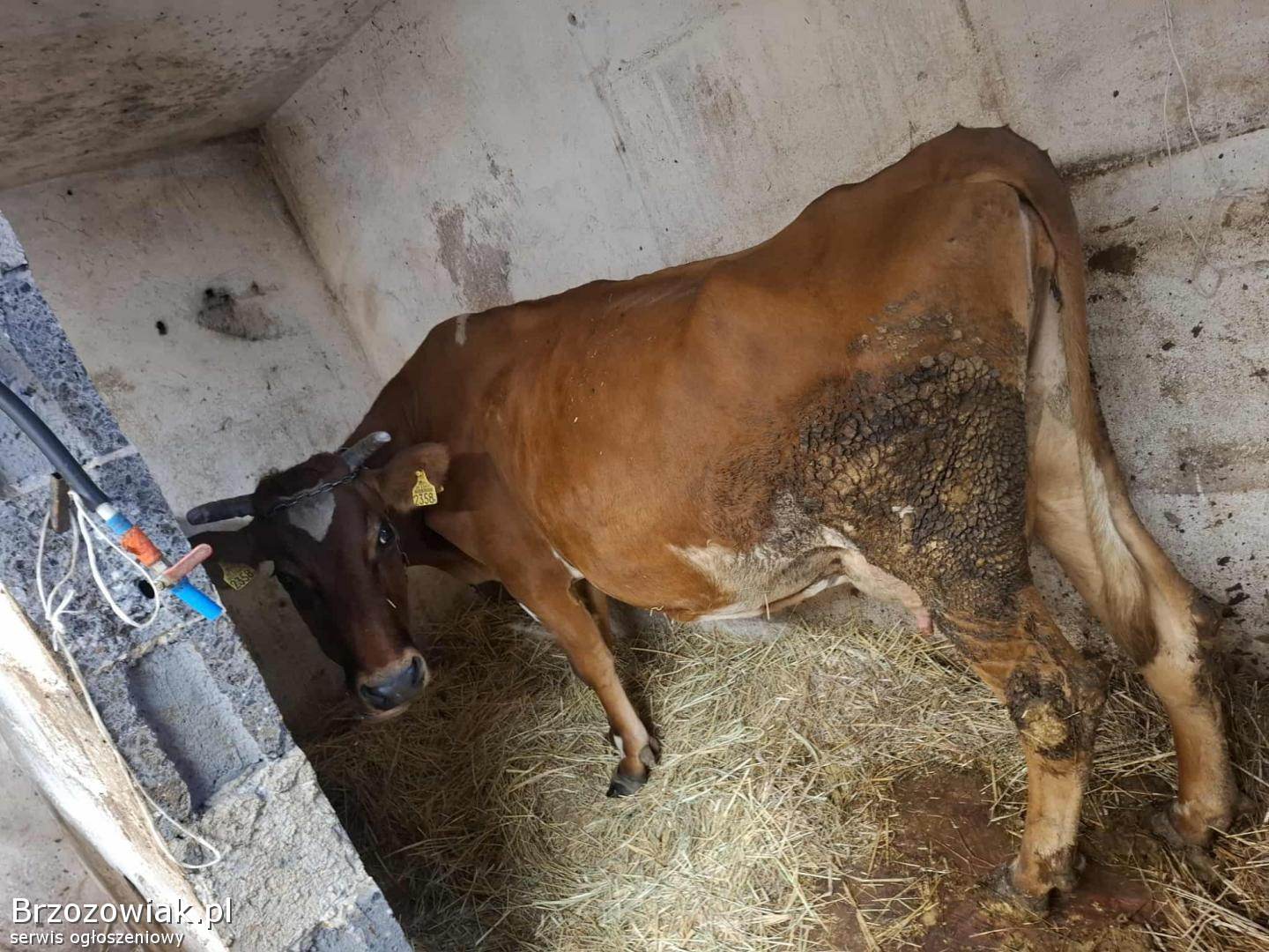 Sprzedam krowę