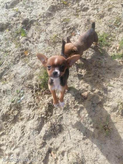 Chihuahua szczeniaki