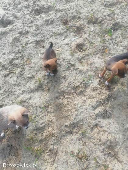 Chihuahua szczeniaki