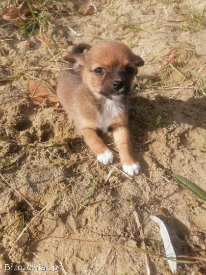 Chihuahua szczeniaki