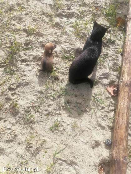 Chihuahua szczeniaki