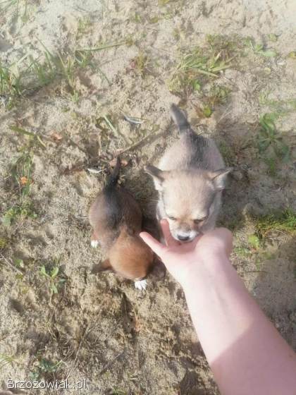 Chihuahua szczeniaki