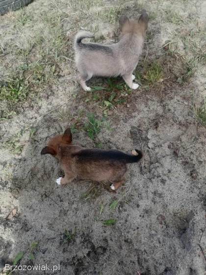 Chihuahua szczeniaki