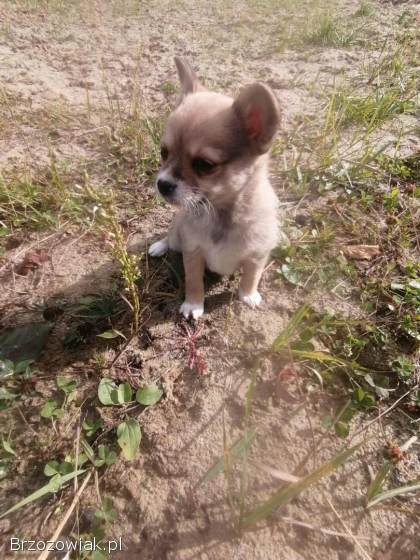 Chihuahua szczeniaki