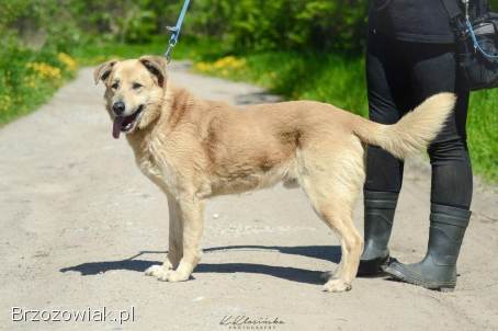 Dex -  przyjazny,  wesoły biszkopcik szuka domu!