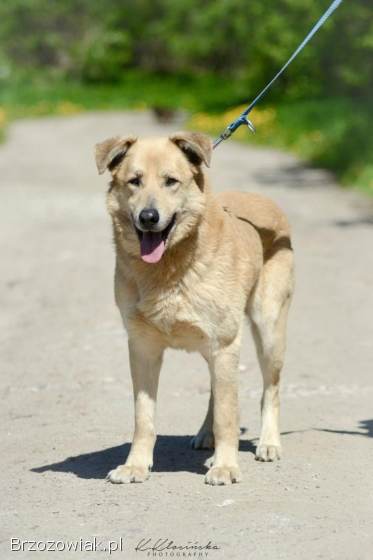 Dex -  przyjazny,  wesoły biszkopcik szuka domu!