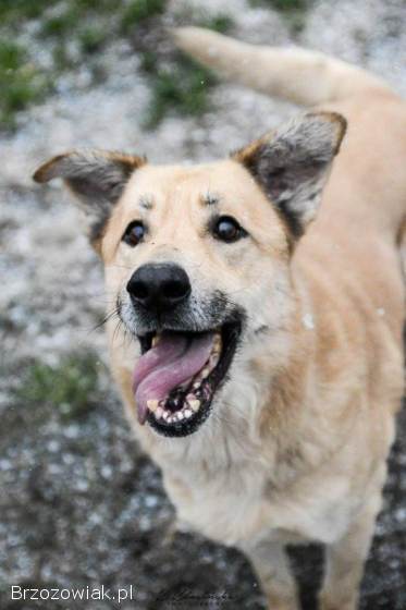 Dex -  przyjazny,  wesoły biszkopcik szuka domu!