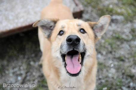 Dex -  przyjazny,  wesoły biszkopcik szuka domu!