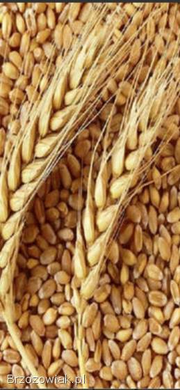 Pszenica