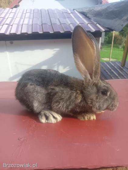 Młode króliki belgijski czyste