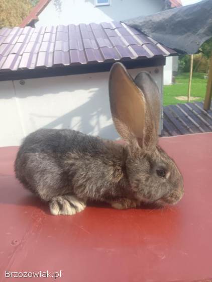 Młode króliki belgijski czyste