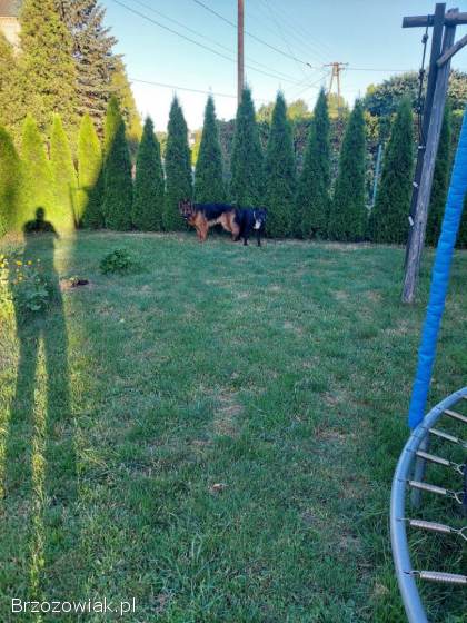 SZCZENIĘTA AMSTAFFA MIX OWCZAREK NIEMIECKI