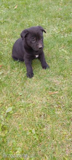 SZCZENIĘTA AMSTAFFA MIX OWCZAREK NIEMIECKI