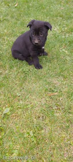 SZCZENIĘTA AMSTAFFA MIX OWCZAREK NIEMIECKI