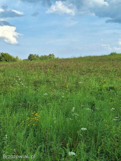 Atrakcyjna działka -  Golcowa -  27 arów