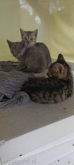 Oddam małe kotki