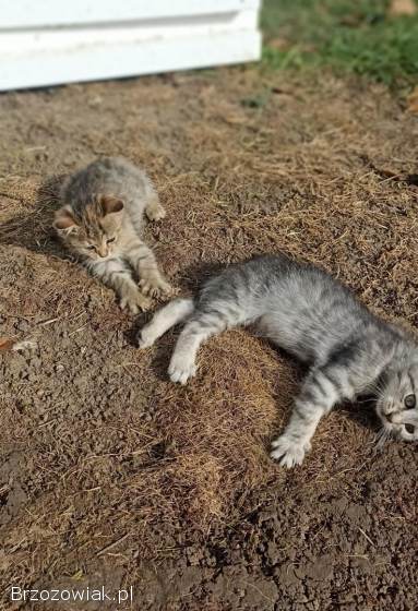 Oddam małe kotki