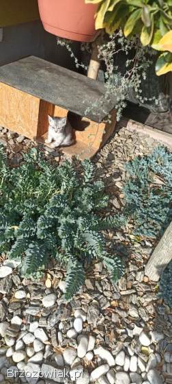 Oddam małe kotki