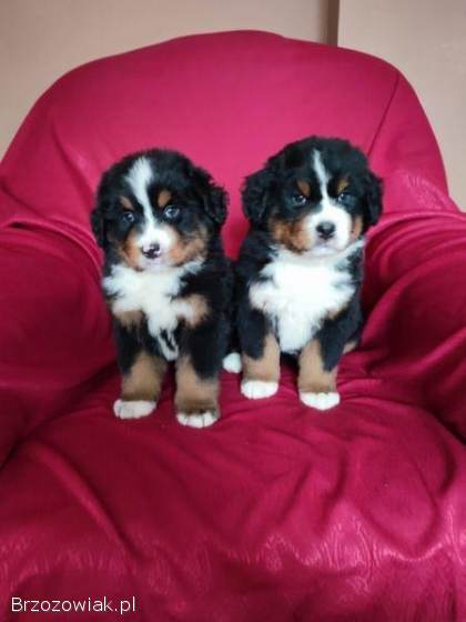 Berneński Pies Pasterski-szczeniaki