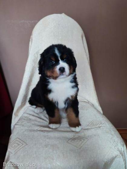 Berneński Pies Pasterski-szczeniaki