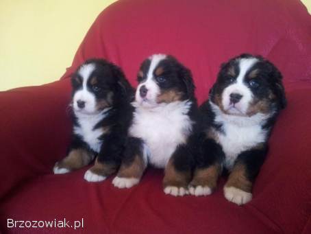 Berneński Pies Pasterski-szczeniaki
