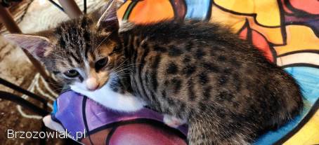 Cztery kotki szukają nowych domów.