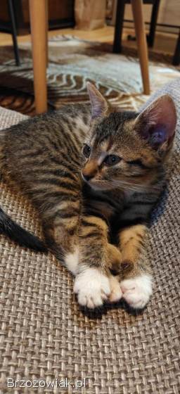 Cztery kotki szukają nowych domów.