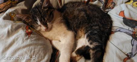 Cztery kotki szukają nowych domów.